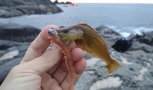 アナハゼの釣果