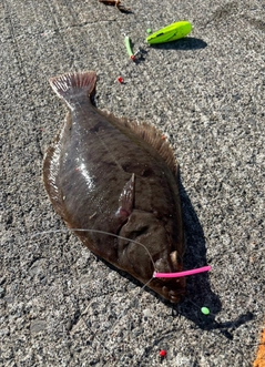 カレイの釣果