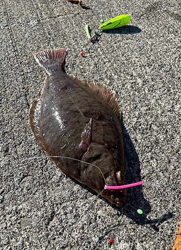 カレイの釣果