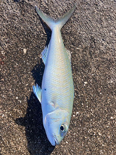 アオチビキの釣果