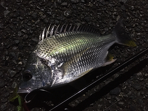 キビレの釣果