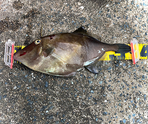 ウマヅラハギの釣果