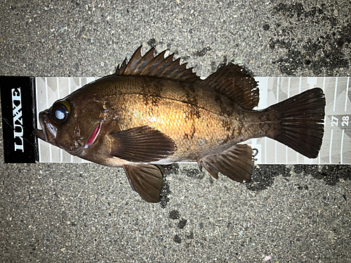 メバルの釣果