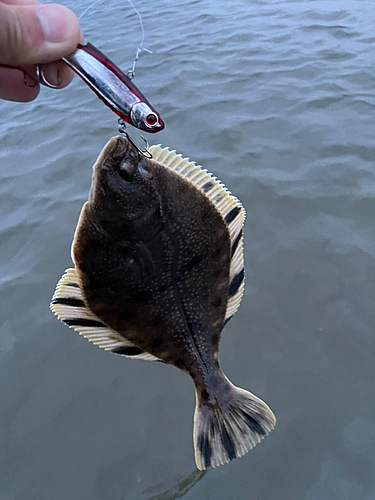 カレイの釣果