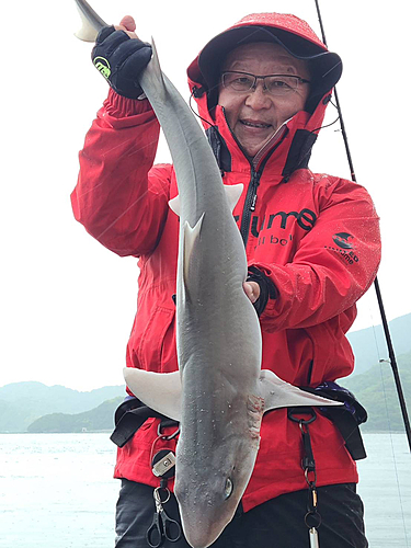 サメの釣果