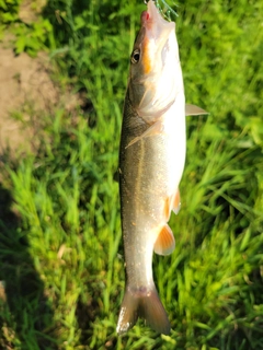 ウグイの釣果