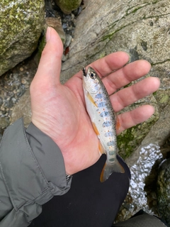 アマゴの釣果