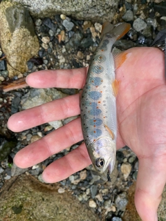 アマゴの釣果