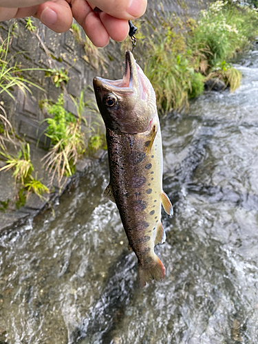 アマゴの釣果