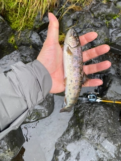 ヤマメの釣果
