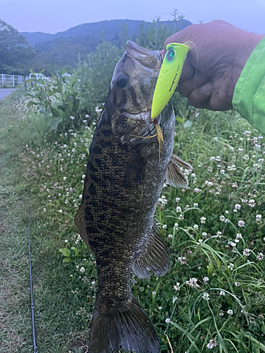 スモールマウスバスの釣果