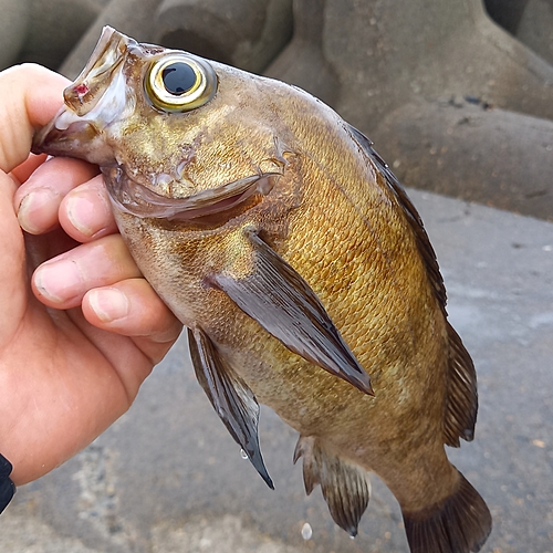 メバルの釣果