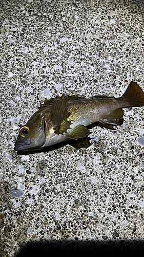 エゾメバルの釣果