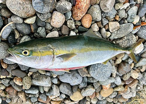 フクラギの釣果