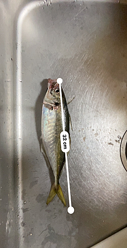 アジの釣果