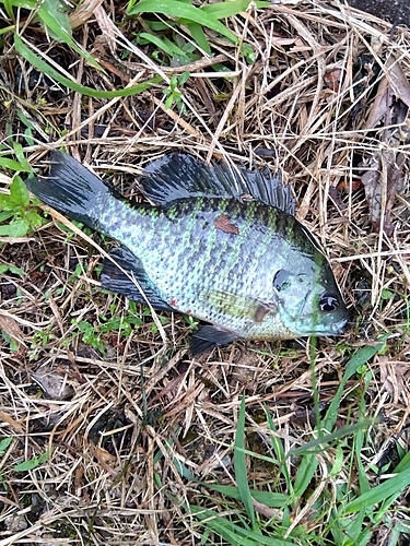 ブルーギルの釣果