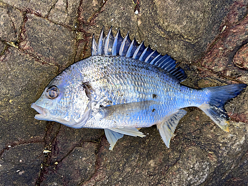 キビレの釣果