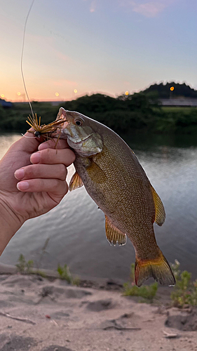 釣果