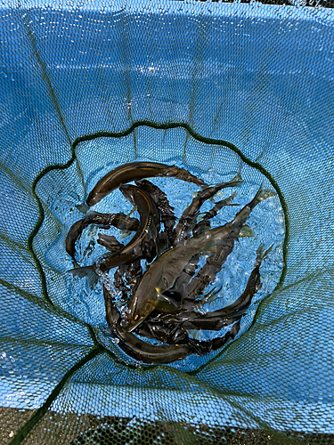 アユの釣果