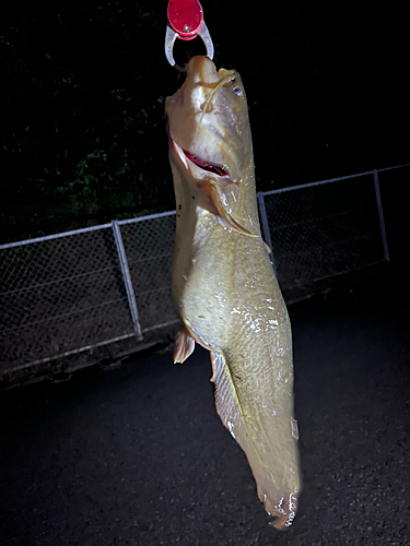 ナマズの釣果