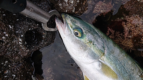 イナダの釣果