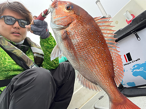 マダイの釣果