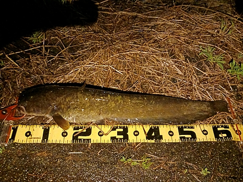 ナマズの釣果