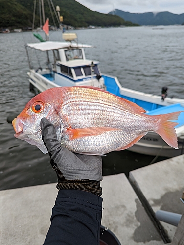 レンコダイの釣果