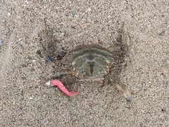 タイワンガザミの釣果