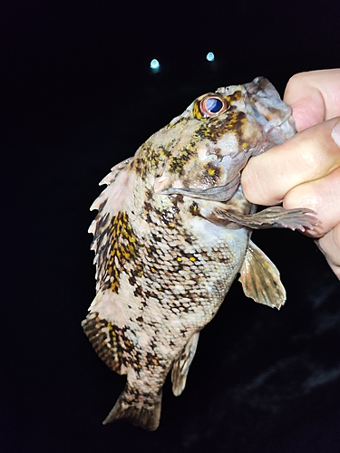 オウゴンムラソイの釣果