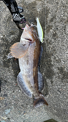 アイナメの釣果