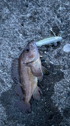 エゾメバルの釣果