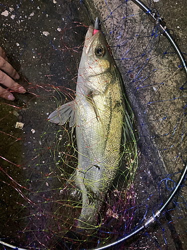 フッコ（マルスズキ）の釣果