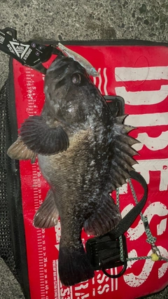 クロソイの釣果