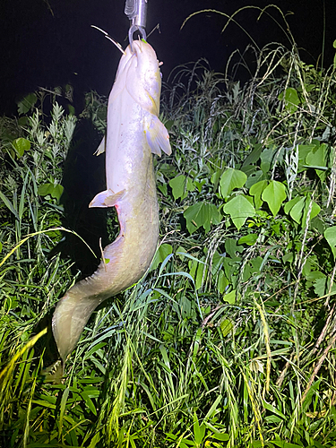 ナマズの釣果