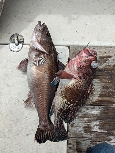 アラの釣果