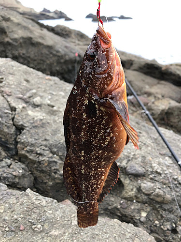 アイナメの釣果