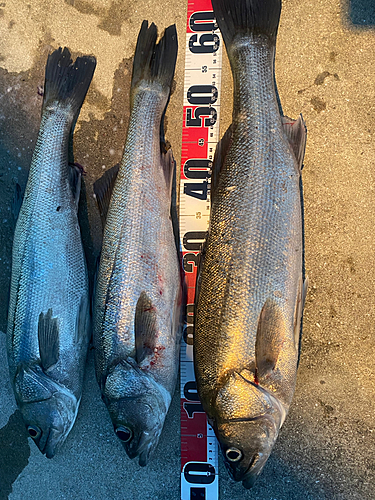 スズキの釣果