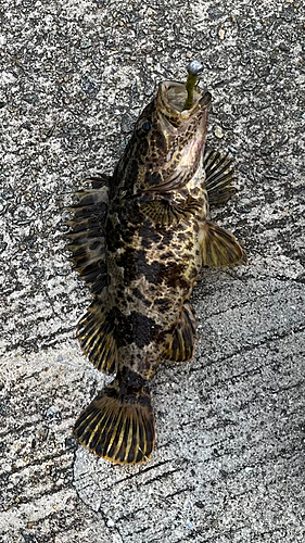 タケノコメバルの釣果