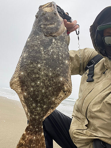 ヒラメの釣果