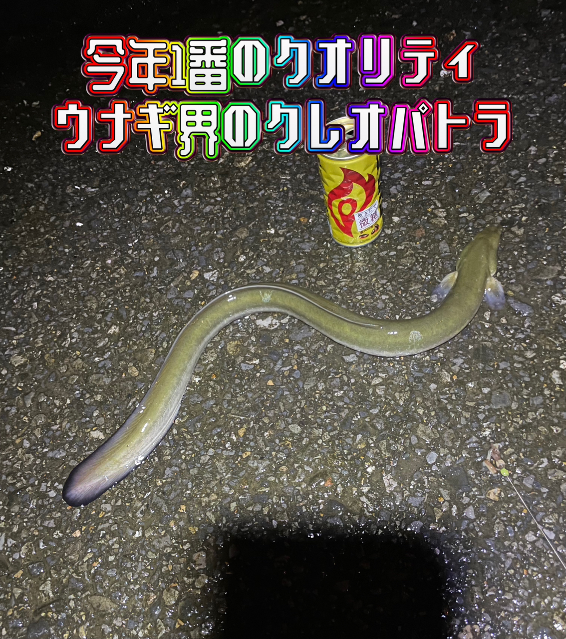 ウナギ