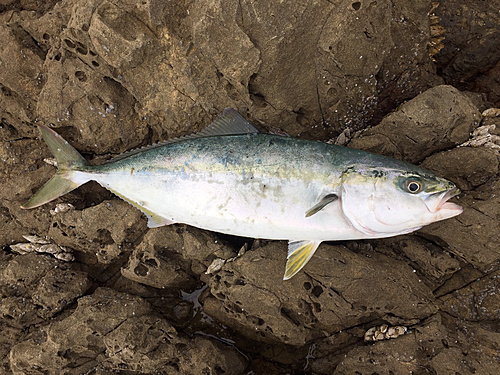 ヤズの釣果