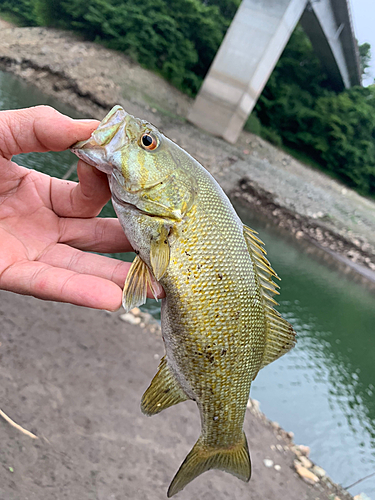 スモールマウスバスの釣果