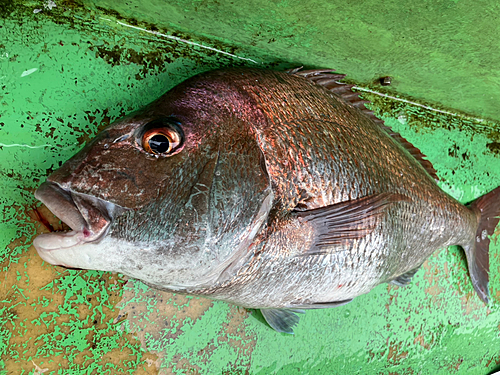 タイの釣果