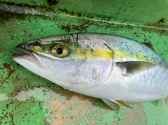 イナダの釣果