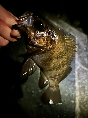 シロメバルの釣果