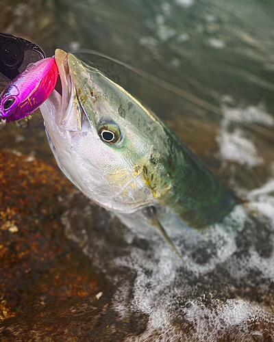 ヤズの釣果