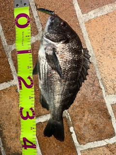 チヌの釣果