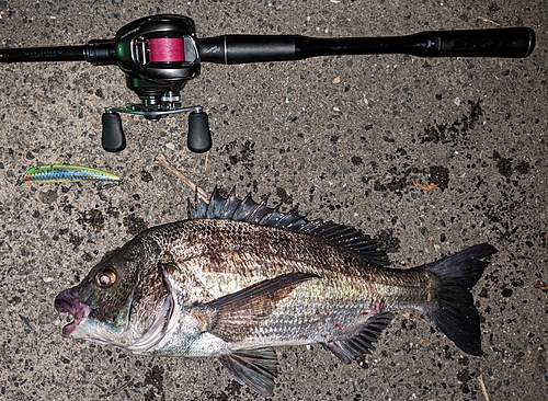 チヌの釣果