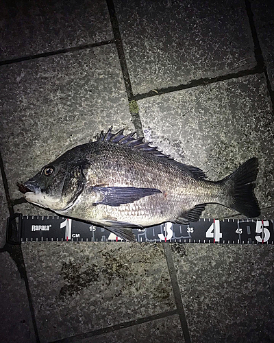 チヌの釣果